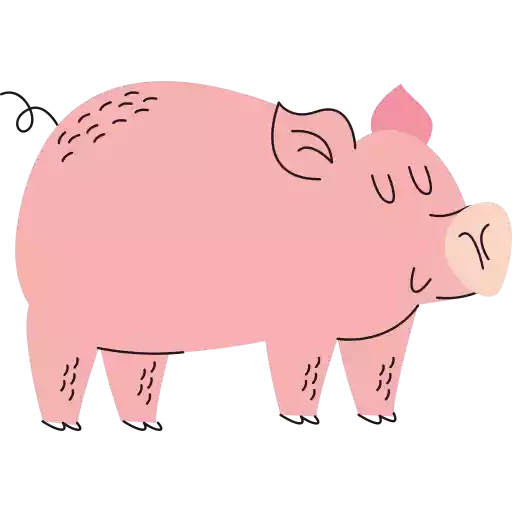 خوک,گوشت خوک pig