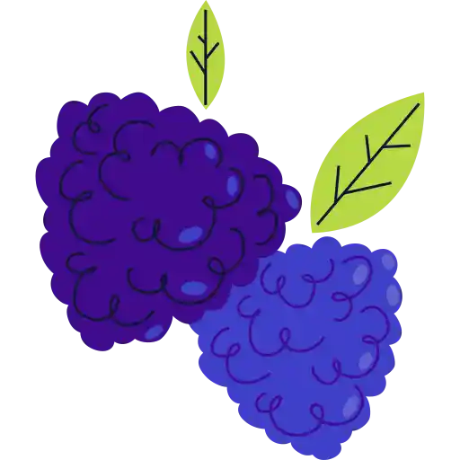 تمشک سیاه blackberry