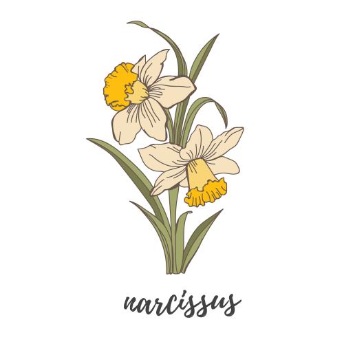 وکتور رایگان گل نرگس به همراه ساقه بصورت فایل EPS لایه باز با لایه بندی