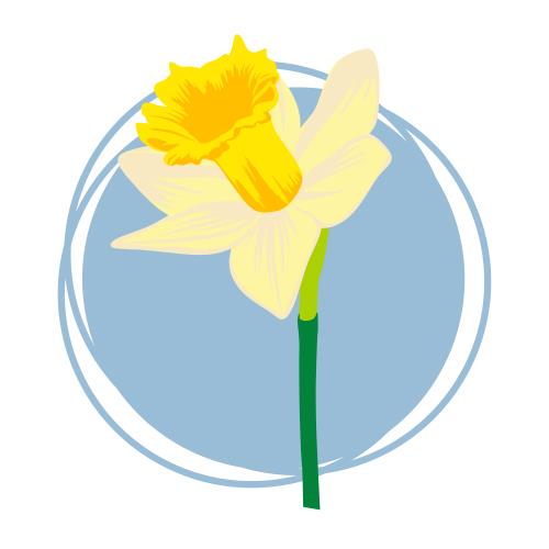 وکتور گل نرگس لایه باز جدا شده از زمینه با لایه بندی به صورت تکی