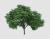 رندر فتوشاپ درخت رئال پر از برگ با فرمت PSD