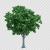رندر فتوشاپ درخت چنار پر از برگ سبز به صورت رئال با فرمت PSD