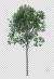 رندر فتوشاپ درخت رئال با برگ های کم و فرمت PSD