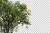 رندر فتوشاپ درخت رئال از نمای نزدیک شاخ و برگ با فرمت PSD