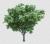 دانلود فایل فتوشاپ رندر درخت رئال با کیفیت فوق العاده