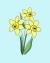 وکتور رایگان گل نرگس نقاشی شده به همراه ساقه به صورت سه تایی و فایل EPS