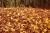 عکس با کیفیت توده زیبای برگهای رنگارنگ پاییزی که روی چمن ها با فضای خالی خوابیده است پس زمینه پاییزی با کیفیت عالی 25211