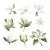 وکتور EPS مجموعه گل های وانیل با پس زمینه سفید آبرنگی 25654