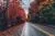 عکس با کیفیت از جاده احاطه شده با درختان پاییزی با برگ های قرمز و نارنجی با کیفیت فوق العاده 22063