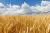 عکس زیبا از مزرعه ای با گندم های طلایی و آسمان ابری 22071