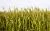 عکس فوکوس انتخابی از گندم های سبز در مزرعه 22074