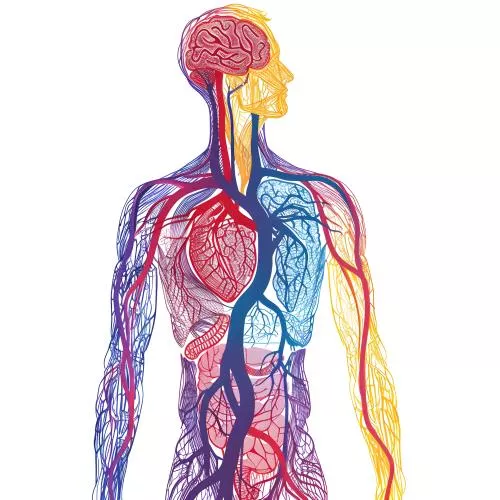 عکس با کیفیت قاب سیمی قلب با تاکید بر رگ‌های مرکزی بالاتنه 26797