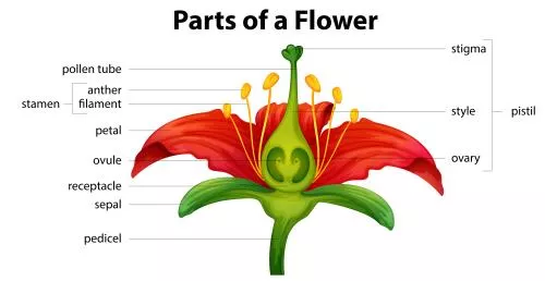 وکتور EPS قسمت های مختلف گل 26799