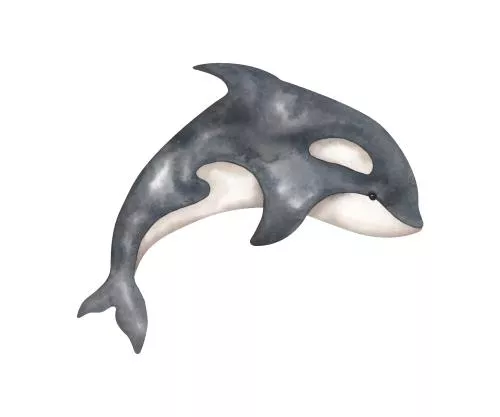 وکتور EPS تصویرگری آبرنگ دستی از حیوانات اورکا در دنیای زیر آب 27160