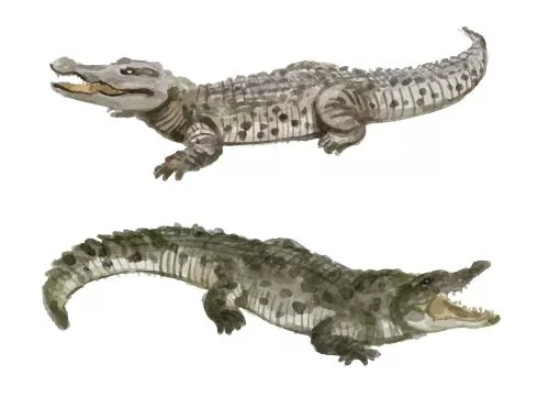 وکتور EPS مجموعه آبرنگ لوگو تمساح 27171