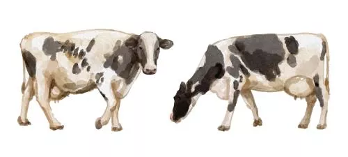 وکتور EPS مجموعه آبرنگ لوگو گاو 27172