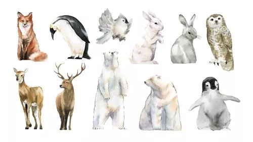 وکتور EPS تصویرسازی آبرنگ حیوانات شامل روباه، پنگوئن، کبوتر، خرگوش، جغد، گوزن، خرس قطبی، پنگوئن و طرح‌های بامزه 27174