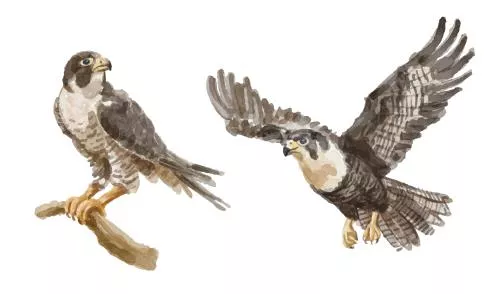 وکتور EPS مجموعه آبرنگ لوگو شاهین 27175