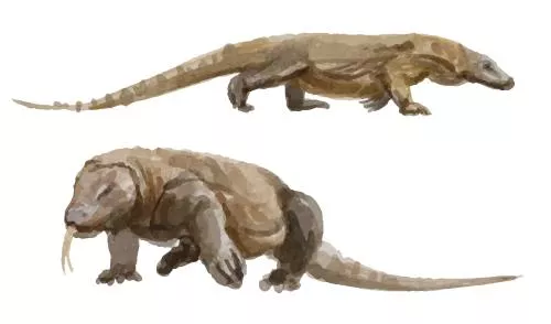 وکتور EPS مجموعه آبرنگ لوگو اژدهای کومودو 27179