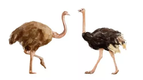 وکتور EPS مجموعه آبرنگ لوگو شترمرغ 27181