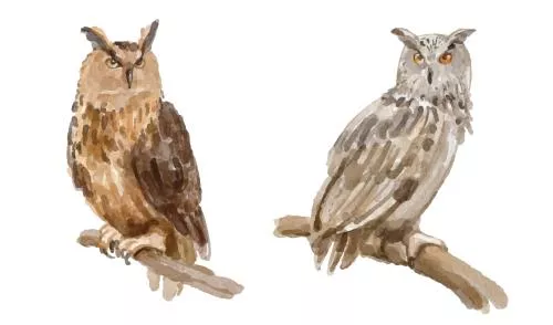 وکتور EPS مجموعه آبرنگ جغد 27182