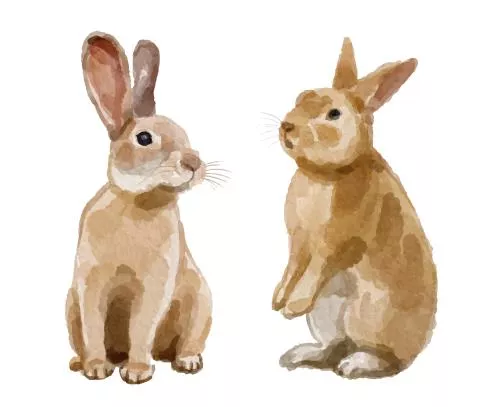 وکتور EPS مجموعه آبرنگ لوگو خرگوش 27183