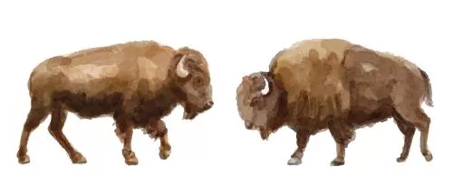 وکتور EPS مجموعه آبرنگ با لوگوی بوفالو 27186