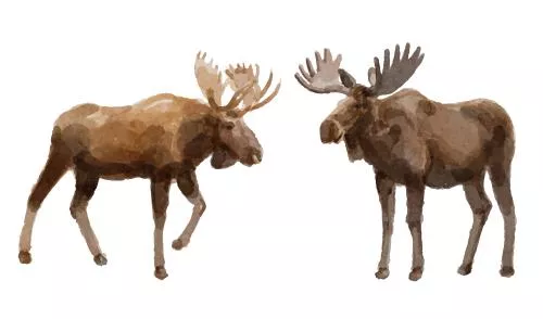 وکتور EPS مجموعه آبرنگ با لوگوی گوزن و آهو 27188