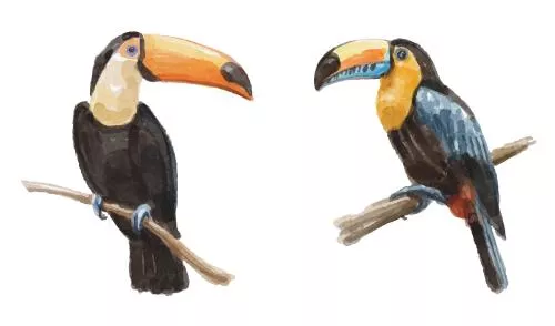 وکتور EPS مجموعه آبرنگ با لوگو پرنده توکان 27190