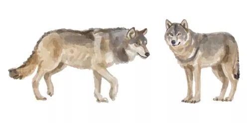 وکتور EPS مجموعه آبرنگ لوگو گرگ 27191