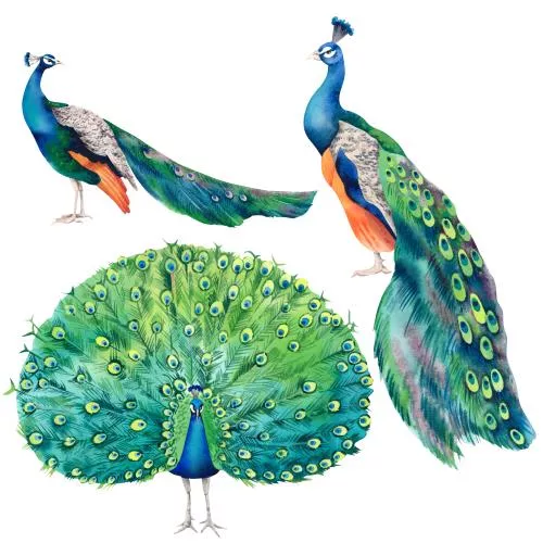 عکس با کیفیت مجموعه طاووس آبرنگ نقاشی دستی واقع‌گرایانه با طاووس هندی زیبا و رنگارنگ روی پس‌زمینه سفید ، کلیپ‌ارت دکوراسیون داخلی ژاپنی 27218