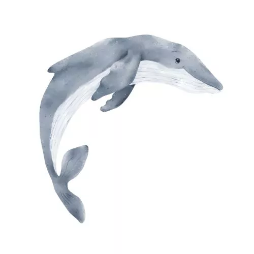 عکس با کیفیت تصویر آبرنگی نهنگ گوژپشت با باله‌های دم زیبا از دنیای زیر آب با پس‌زمینه سفید ایزوله شده حیوان دریایی از اقیانوس 27220