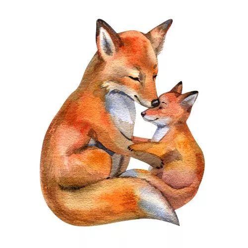 عکس با کیفیت مادر روباه با فرزند روی پس زمینه سفید ایزوله شده، قالب آبرنگ مادر و بچه روباه، کلیپارت، طراحی کارت تبریک روز مادر، مفهوم عشق مادری 27222