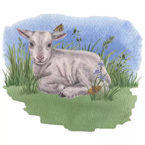 عکس با کیفیت تصویر آبرنگ دستی از بره سفید بامزه در حال دراز کشیدن در چمنزار با آسمان آبی، مناسب برای طراحی های مزرعه ای، محصولات کودک و دکور عید پاک 27223