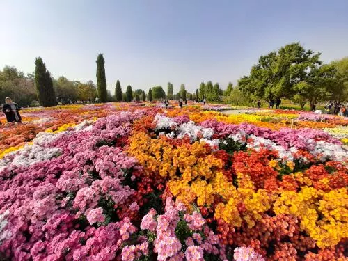 عکس با کیفیت گل های زیبا رشد کرده در باغ ملی ایران تهران 25042