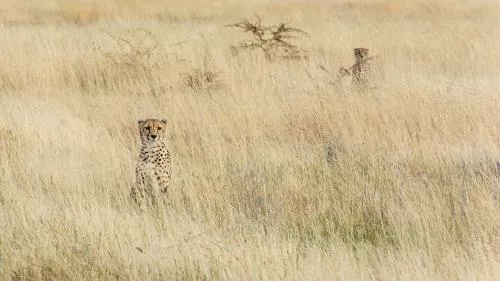 عکس با کیفیت دو یوزپلنگ ایرانی نشسته روی علف خشک در حال نگاه کردن به عکاس 25061