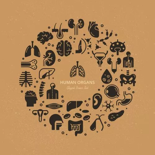 وکتور EPS قالب دایره ای آیکون های خطی اندام های داخلی انسان اسکلت تم پزشکی 27590
