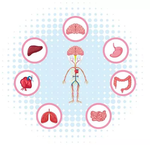 وکتور EPS نمودار نشان دهنده قسمت‌های مختلف بدن 27606