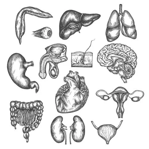 وکتور EPS طرح وکتور دست‌کشیده اندام‌های داخلی انسان شامل پوست و چشم به صورت ایزوله 27609