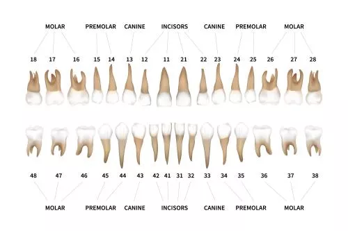وکتور EPS چارت کامل اینفوگرافیک دندان‌های انسان با اعداد دندان‌های فک بالا و پایین سفید 27613