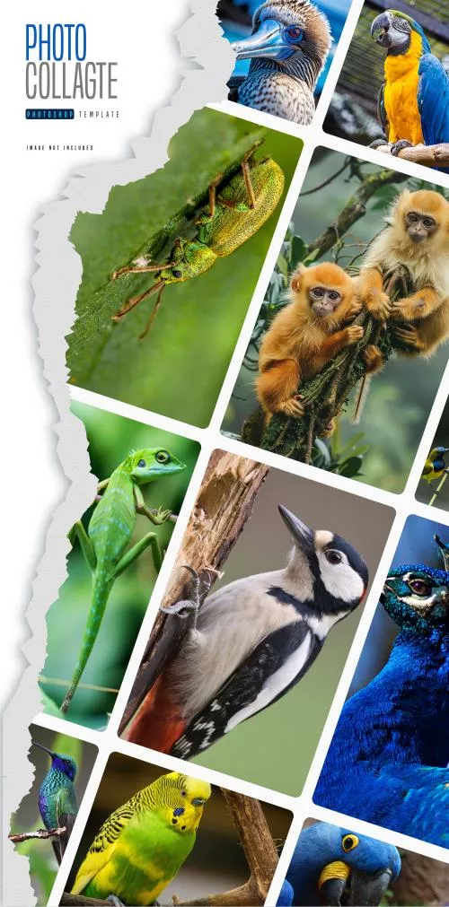 فایل PSD کلاژ عکس با بچه میمون به صورت رایگان 25366