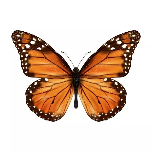 وکتور EPS پروانه واقعی 25970