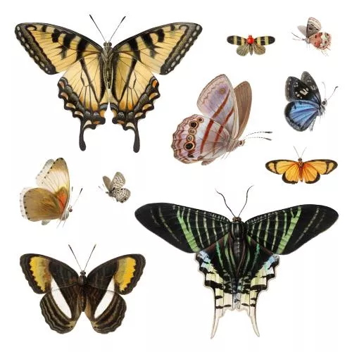 وکتور EPS پروانه 25971