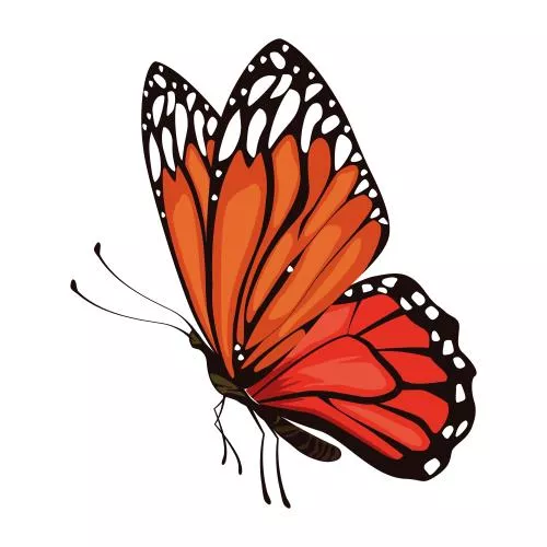 وکتور EPS آیکون پروانه زیبای قرمز 26041