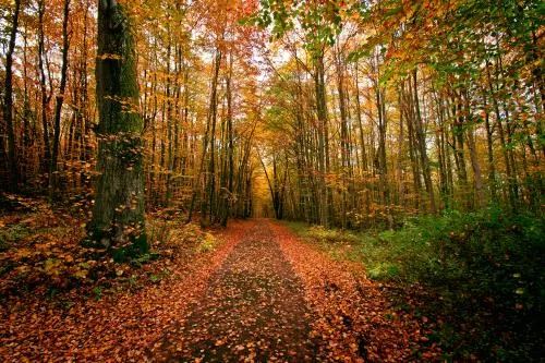 عکس با کیفیت از جنگل در پاییز با رنگ های نارنجی و سبز و قرمز مناسب برای استفاده در تصویر زمینه 22029