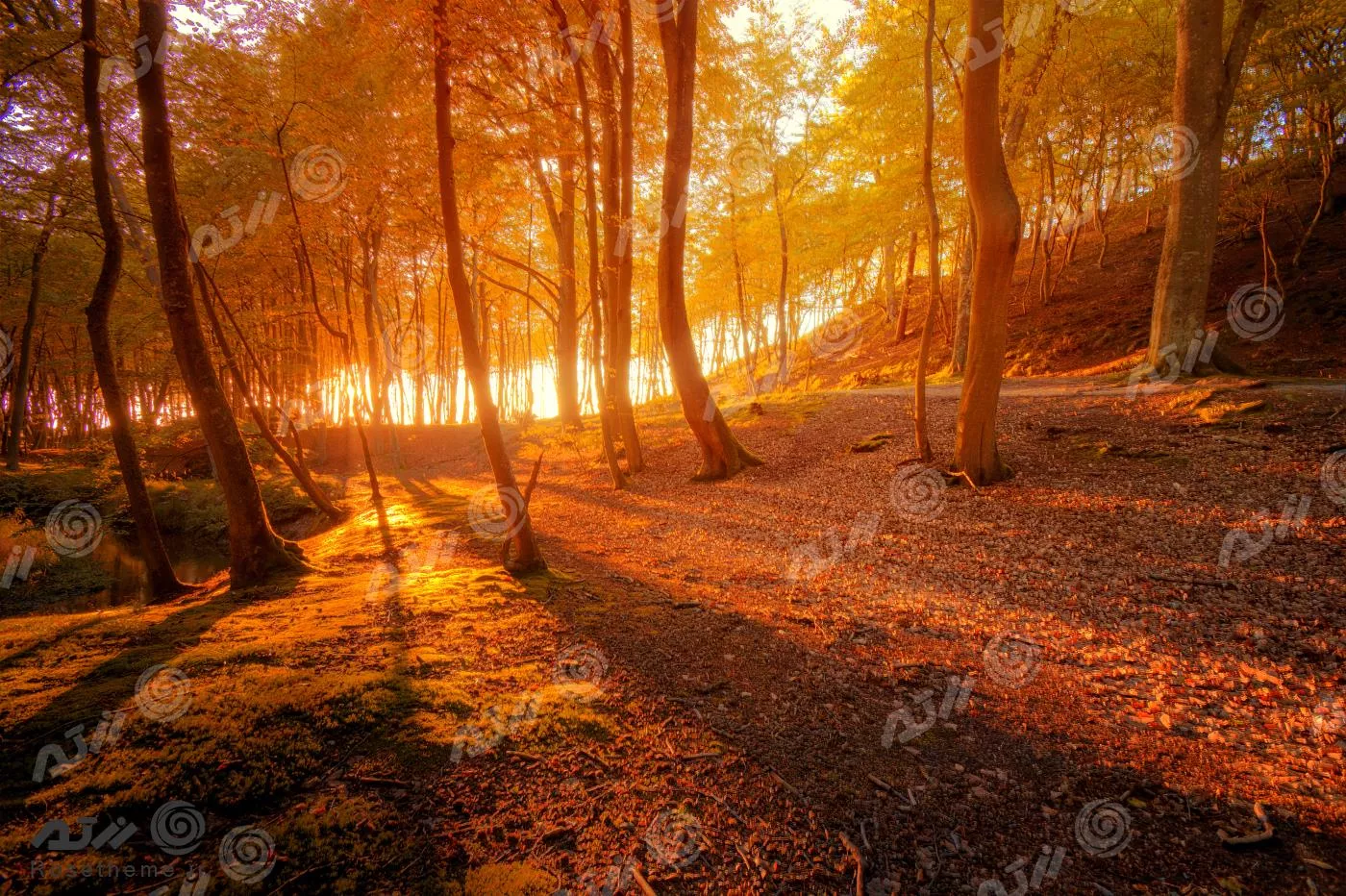 عکس با کیفیت از غروب پاییز در جنگل مناسب برای استفاده به عنوان تصویر زمینه 22030