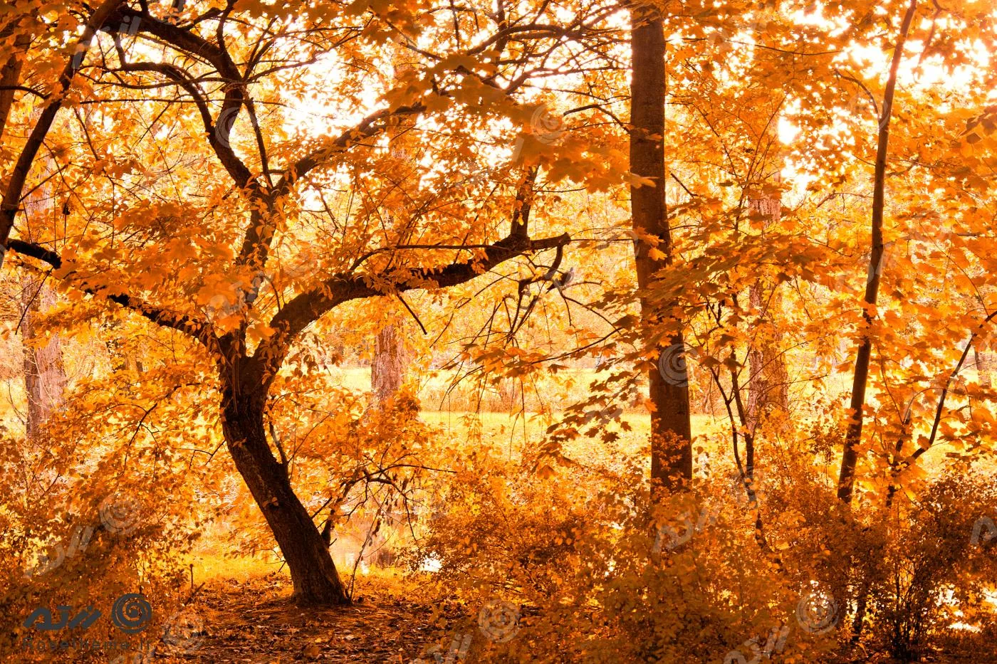 عکس با کیفیت فوق العاده از درخت های پاییزی و برگ‌رییزان پاییز مناسب برای استفاده به عنوان تصویر زمینه 22031