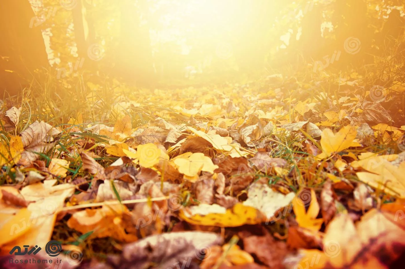 عکس با کیفیت از نمای برگ های پاییزی افتاده روی زمین جنگل در غروب آفتاب مناسب برای استفاده به عنوان تصویر زمینه 22032
