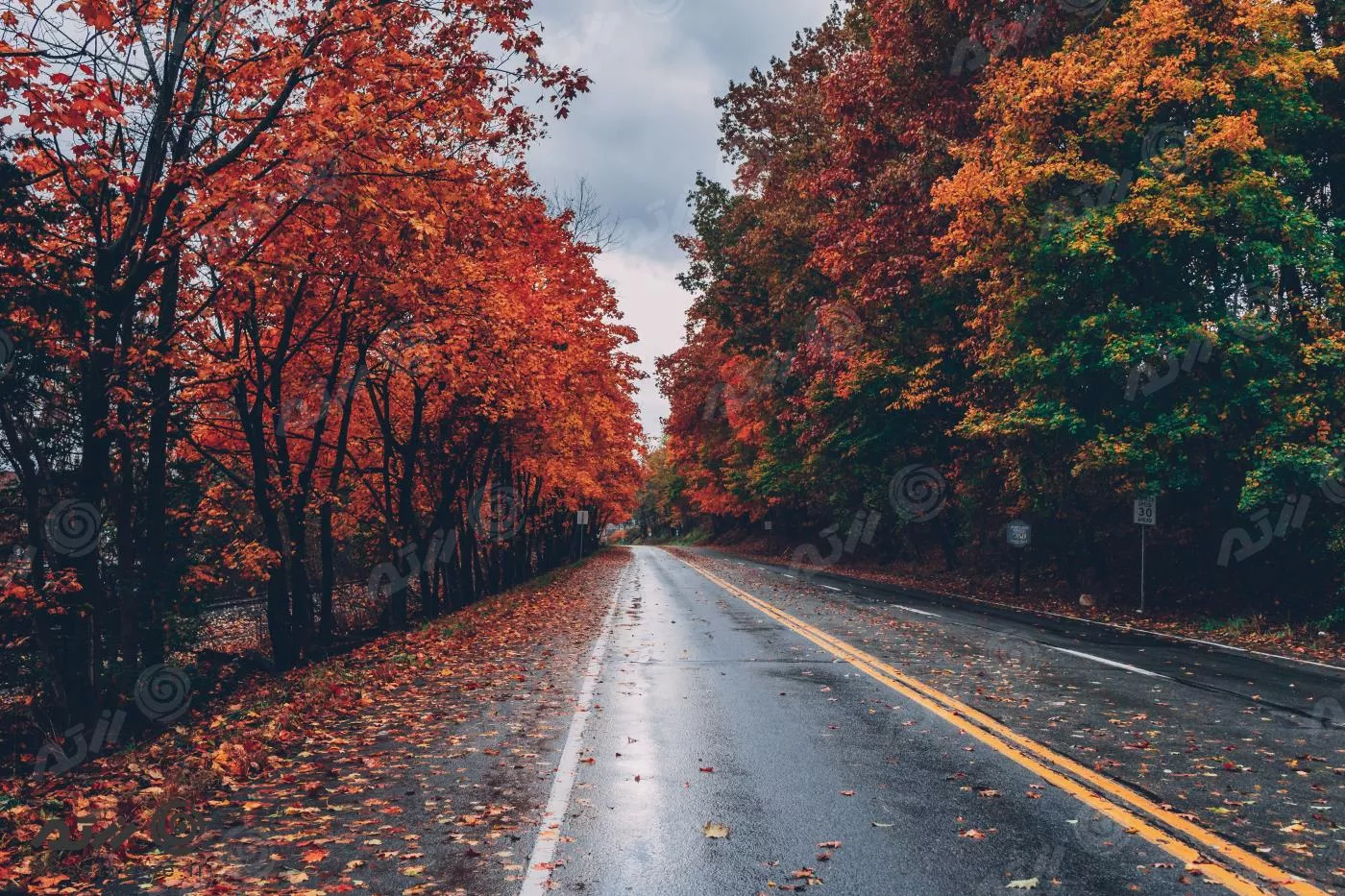 عکس با کیفیت از جاده احاطه شده با درختان پاییزی با برگ های قرمز و نارنجی با کیفیت فوق العاده 22063