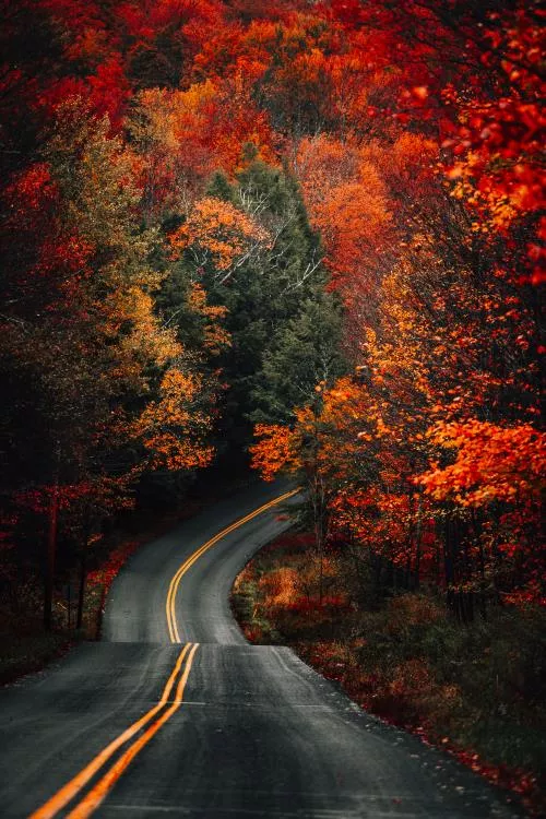 عکس با کیفیت از جاده پاییزی احاطه شده با برگ های پاییزی مناسب برای تصویر زمینه موبایل با کیفیت فوق العاده 22064